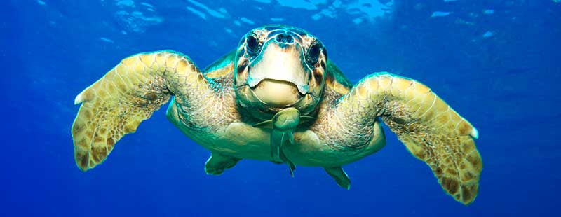 Caretta Caretta olympos çıralı adrasan